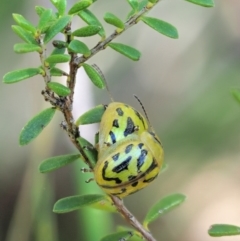 Paropsisterna obliterata at Tennent, ACT - 30 Nov 2017