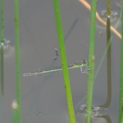 Ischnura aurora (Aurora Bluetail) at Jerrabomberra Wetlands - 28 Nov 2017 by roymcd