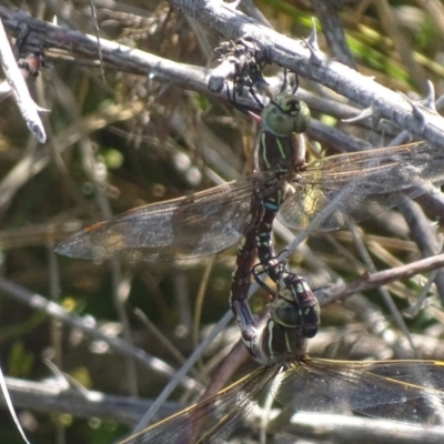 Adversaeschna brevistyla (Blue-spotted Hawker) at Fyshwick, ACT - 28 Nov 2017 by roymcd