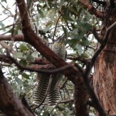 Eudynamys orientalis (Pacific Koel) at Higgins, ACT - 30 Nov 2017 by AlisonMilton