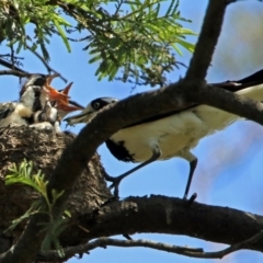 Grallina cyanoleuca (Magpie-lark) at Fyshwick, ACT - 10 Nov 2017 by RodDeb