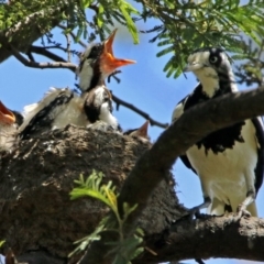 Grallina cyanoleuca at Fyshwick, ACT - 10 Nov 2017