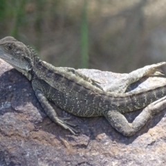 Intellagama lesueurii howittii (Gippsland Water Dragon) at Uriarra Village, ACT - 30 Nov 2017 by roymcd