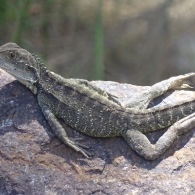 Intellagama lesueurii howittii (Gippsland Water Dragon) at Cotter Reserve - 30 Nov 2017 by roymcd