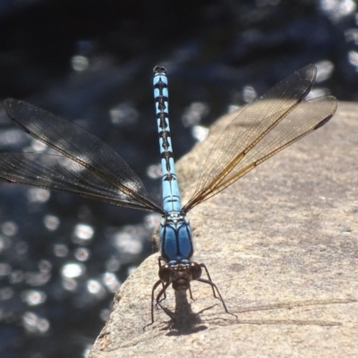 Diphlebia nymphoides (Arrowhead Rockmaster) at Paddys River, ACT - 30 Nov 2017 by roymcd