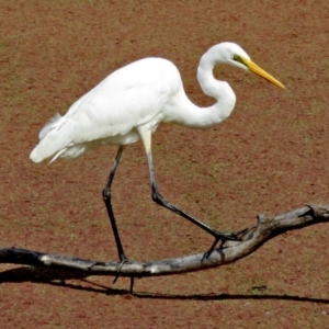 Ardea alba at Fyshwick, ACT - 2 Apr 2017