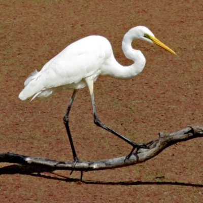 Ardea alba (Great Egret) at Jerrabomberra Wetlands - 2 Apr 2017 by RodDeb