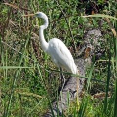 Ardea alba (Great Egret) at Jerrabomberra Wetlands - 17 Apr 2017 by RodDeb