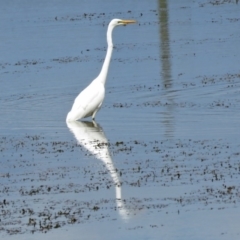 Ardea alba (Great Egret) at Fyshwick, ACT - 2 Mar 2017 by RodDeb