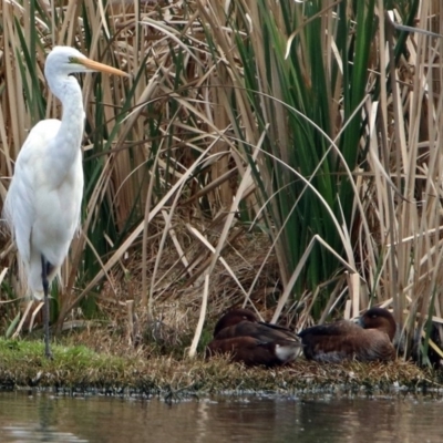 Ardea alba (Great Egret) at Jerrabomberra Wetlands - 25 Oct 2017 by RodDeb