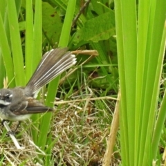 Rhipidura albiscapa (Grey Fantail) at Jerrabomberra Wetlands - 16 Nov 2017 by RodDeb