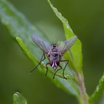 Tachinidae (family) (Unidentified Bristle fly) at Higgins, ACT - 2 Dec 2017 by Alison Milton