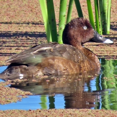 Aythya australis (Hardhead) at Fyshwick, ACT - 30 Apr 2017 by RodDeb