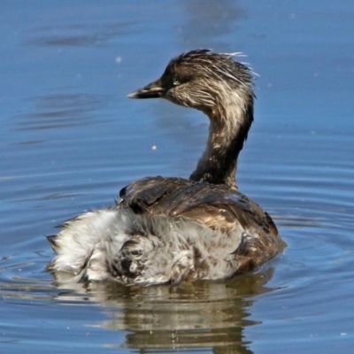 Poliocephalus poliocephalus (Hoary-headed Grebe) at Jerrabomberra Wetlands - 6 Oct 2017 by RodDeb