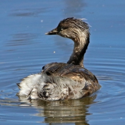 Poliocephalus poliocephalus (Hoary-headed Grebe) at Fyshwick, ACT - 6 Oct 2017 by RodDeb