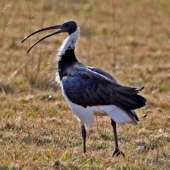 Threskiornis spinicollis (Straw-necked Ibis) at Jerrabomberra Wetlands - 11 Jul 2017 by RodDeb