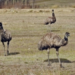 Dromaius novaehollandiae (Emu) at Paddys River, ACT - 24 Aug 2017 by RodDeb