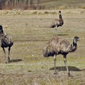 Dromaius novaehollandiae at Paddys River, ACT - 24 Aug 2017