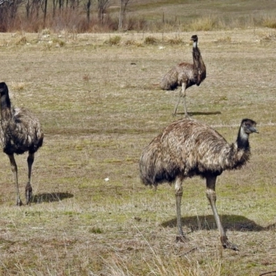 Dromaius novaehollandiae (Emu) at Tidbinbilla Nature Reserve - 24 Aug 2017 by RodDeb