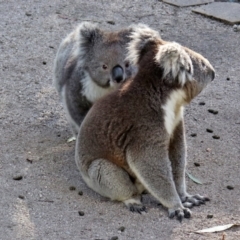 Phascolarctos cinereus (Koala) at Tidbinbilla Nature Reserve - 16 May 2017 by RodDeb