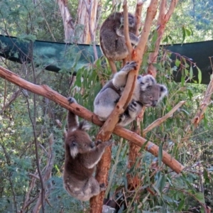 Phascolarctos cinereus at Paddys River, ACT - suppressed