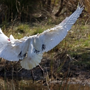 Threskiornis molucca at Paddys River, ACT - 21 Sep 2017