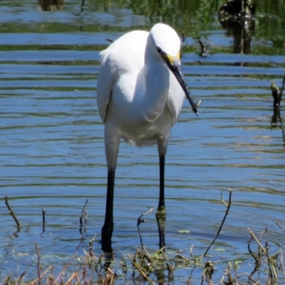 Egretta garzetta (Little Egret) at Jerrabomberra Wetlands - 12 Feb 2017 by RodDeb