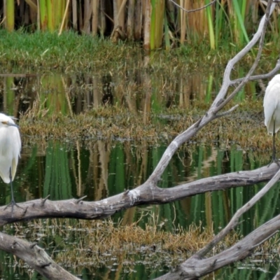 Egretta garzetta (Little Egret) at Jerrabomberra Wetlands - 17 Mar 2017 by RodDeb