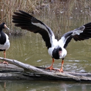 Anseranas semipalmata at Paddys River, ACT - 24 Aug 2017