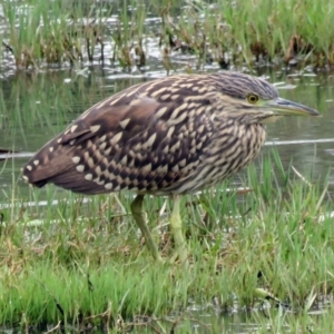 Nycticorax caledonicus at Fyshwick, ACT - 8 Feb 2017 12:30 PM