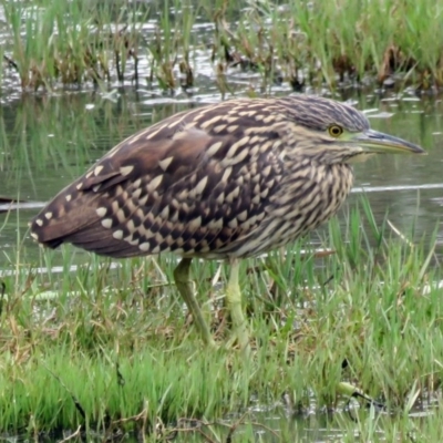 Nycticorax caledonicus (Nankeen Night-Heron) at Jerrabomberra Wetlands - 8 Feb 2017 by RodDeb