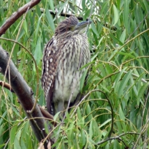 Nycticorax caledonicus at Fyshwick, ACT - 8 Feb 2017 12:30 PM