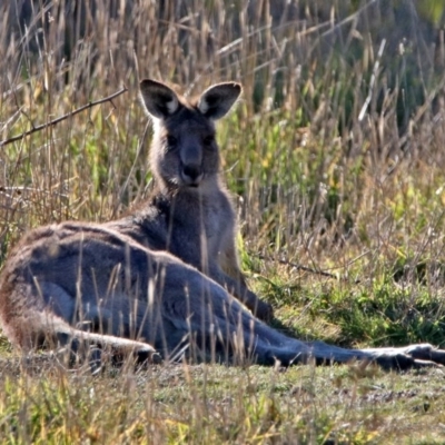 Macropus giganteus (Eastern Grey Kangaroo) at Jerrabomberra Wetlands - 11 Jun 2017 by RodDeb