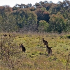 Macropus giganteus at Fyshwick, ACT - 11 Jun 2017