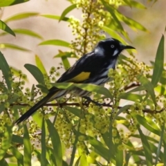 Phylidonyris novaehollandiae (New Holland Honeyeater) at Fyshwick, ACT - 1 Sep 2017 by RodDeb