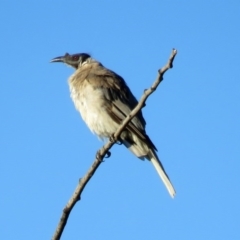 Philemon corniculatus (Noisy Friarbird) at Fyshwick, ACT - 22 Feb 2017 by RodDeb