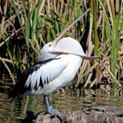 Pelecanus conspicillatus (Australian Pelican) at Jerrabomberra Wetlands - 20 Sep 2017 by RodDeb