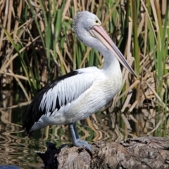 Pelecanus conspicillatus at Fyshwick, ACT - 20 Sep 2017 01:38 PM