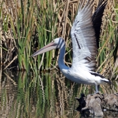 Pelecanus conspicillatus at Fyshwick, ACT - 20 Sep 2017