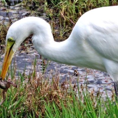 Ardea plumifera (Plumed Egret) at Jerrabomberra Wetlands - 30 Mar 2017 by RodDeb