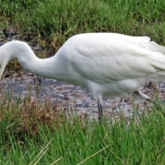 Ardea plumifera at Fyshwick, ACT - 30 Mar 2017