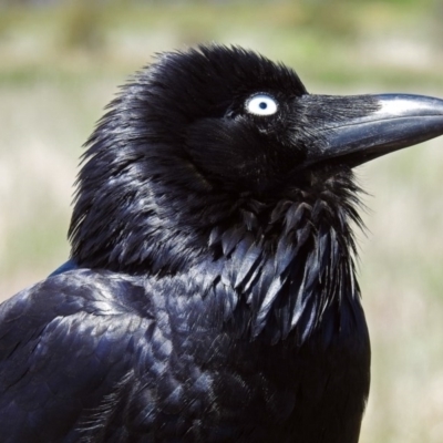 Corvus coronoides (Australian Raven) at Jerrabomberra Wetlands - 1 Nov 2017 by RodDeb