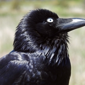 Corvus coronoides at Fyshwick, ACT - 1 Nov 2017