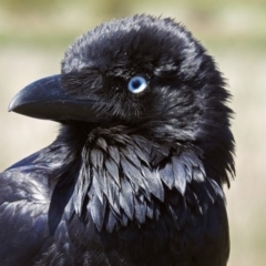 Corvus coronoides at Fyshwick, ACT - 1 Nov 2017