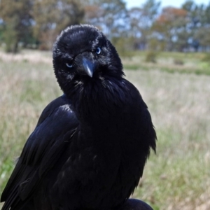 Corvus coronoides at Fyshwick, ACT - 1 Nov 2017