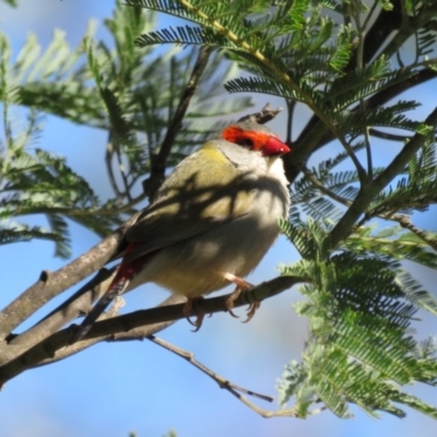 Neochmia temporalis (Red-browed Finch) at Tidbinbilla Nature Reserve - 11 Aug 2016 by RodDeb