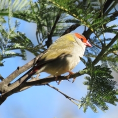 Neochmia temporalis at Paddys River, ACT - 11 Aug 2016