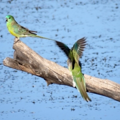 Psephotus haematonotus (Red-rumped Parrot) at Jerrabomberra Wetlands - 22 Feb 2017 by RodDeb