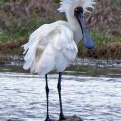 Platalea regia (Royal Spoonbill) at Jerrabomberra Wetlands - 25 Oct 2017 by RodDeb