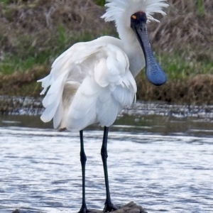 Platalea regia at Fyshwick, ACT - 25 Oct 2017